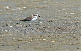 Greater Sand-Plover